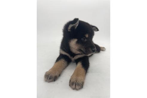 販売中の千葉県の柴犬-391796の2枚目