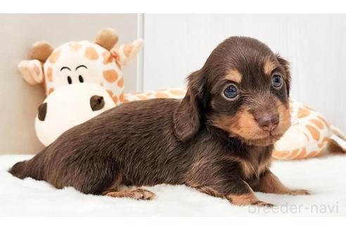 販売中の大阪府のカニンヘンダックスフンド(ロングヘアード)-391799の2枚目