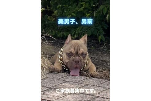 販売中の滋賀県のエキゾチックブリー-377210の1枚目