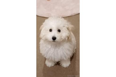 販売中の三重県のトイプードル-371724の3枚目