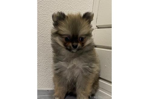 販売中の宮崎県のポメチワ:ポメラニアン×チワワ-391817の5枚目