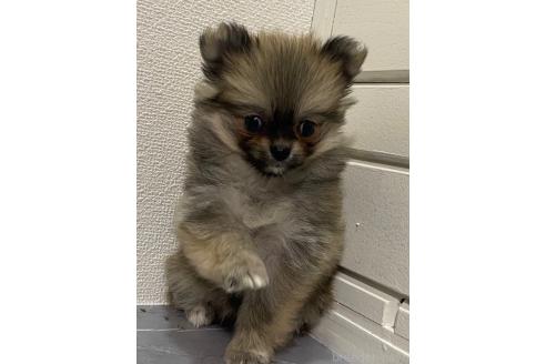 販売中の宮崎県のポメチワ:ポメラニアン×チワワ-391817の4枚目