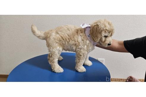 販売中の島根県のミックス犬-391824の3枚目
