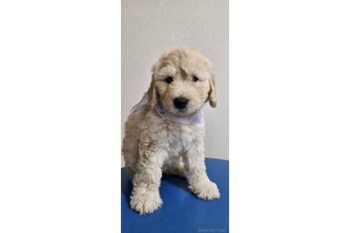 販売中の島根県のミックス犬-391824の2枚目