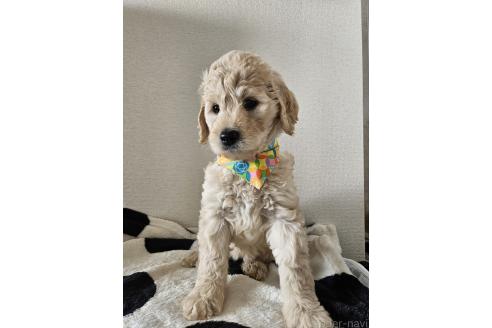 販売中の島根県のミックス犬-391825の5枚目