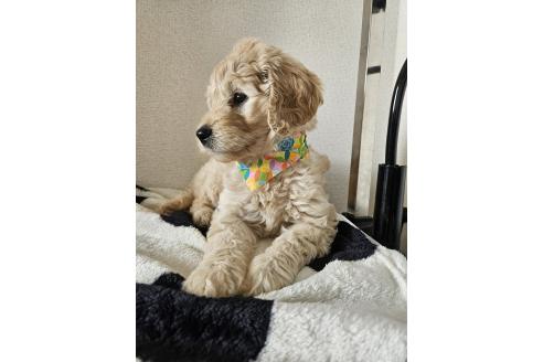 販売中の島根県のミックス犬-391825の3枚目