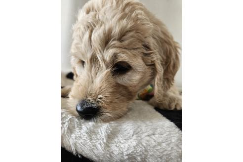 販売中の島根県のミックス犬-391825の2枚目