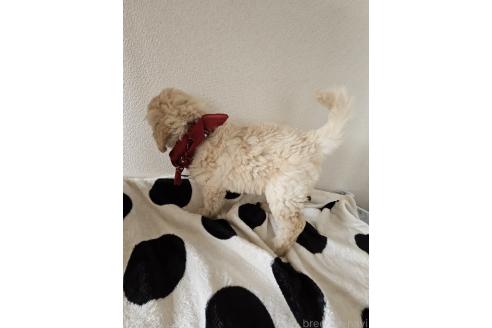 販売中の島根県のミックス犬-391829の4枚目