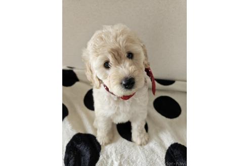 販売中の島根県のミックス犬-391829の3枚目
