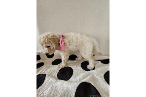 販売中の島根県のミックス犬-391830の4枚目