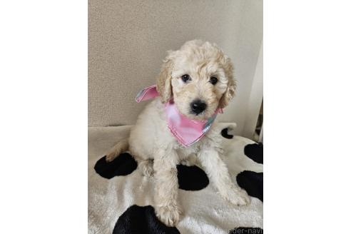 販売中の島根県のミックス犬-391830の3枚目