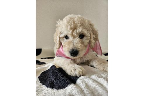販売中の島根県のミックス犬-391830の2枚目