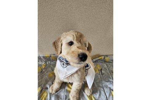 販売中の島根県のミックス犬-391832の4枚目