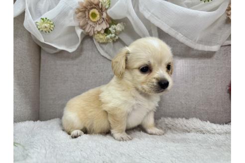販売中の三重県のチワックス:チワワ×ミニチュアダックスフンド-391834の4枚目