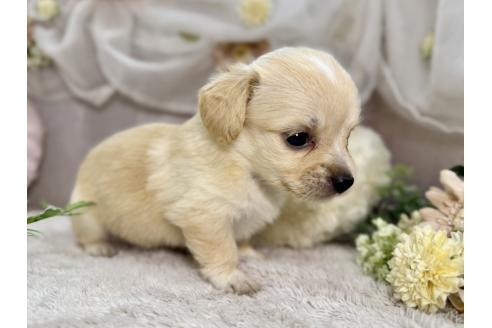 販売中の三重県のチワックス:チワワ×ミニチュアダックスフンド-391834の3枚目