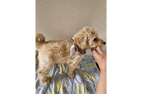 販売中の島根県のミックス犬-391835の5枚目