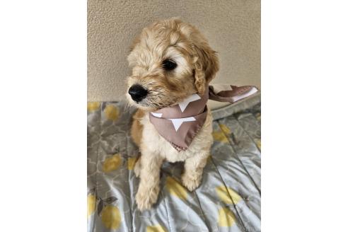 販売中の島根県のミックス犬-391835の4枚目