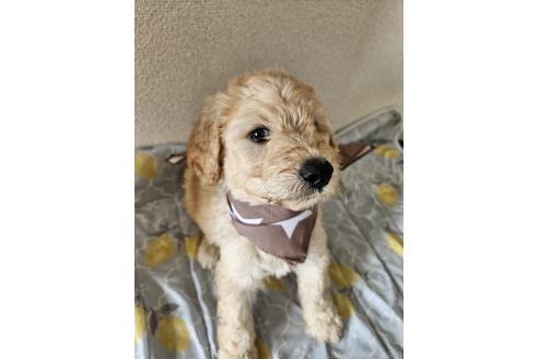 販売中の島根県のミックス犬-391835の3枚目