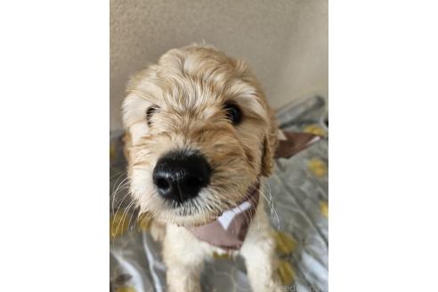 販売中の島根県のミックス犬-391835の2枚目
