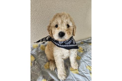 販売中の島根県のミックス犬-391837の5枚目