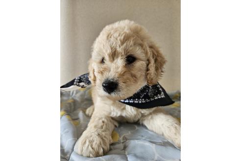 販売中の島根県のミックス犬-391837の4枚目