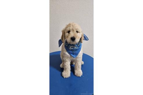 販売中の島根県のミックス犬-391821の5枚目
