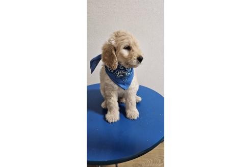 販売中の島根県のミックス犬-391821の4枚目