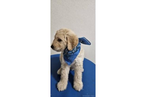 販売中の島根県のミックス犬-391821の3枚目