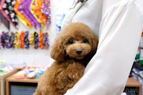 ファルコちゃん1枚目