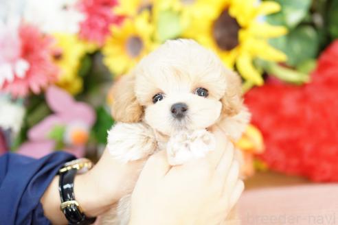 販売中の埼玉県のマルプー:マルチーズ×トイプードル-391849の3枚目