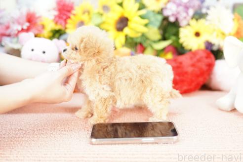 販売中の埼玉県のビションプー:ビションフリーゼ×トイプードル-391854の3枚目