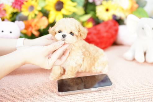 販売中の埼玉県のビションプー:ビションフリーゼ×トイプードル-391854の2枚目