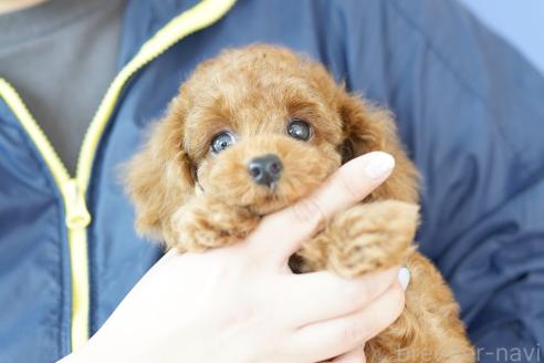 販売中の埼玉県のトイプードル-391857の4枚目