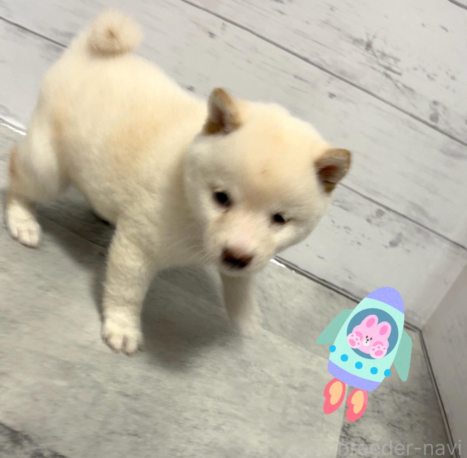 成約済の東京都の豆柴-392177の3枚目