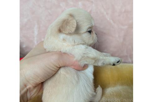 販売中の宮城県のチワワ(ロングコート)-391869の5枚目