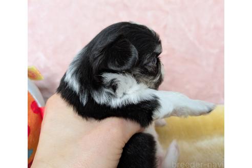 販売中の宮城県のチワワ(ロングコート)-391870の6枚目