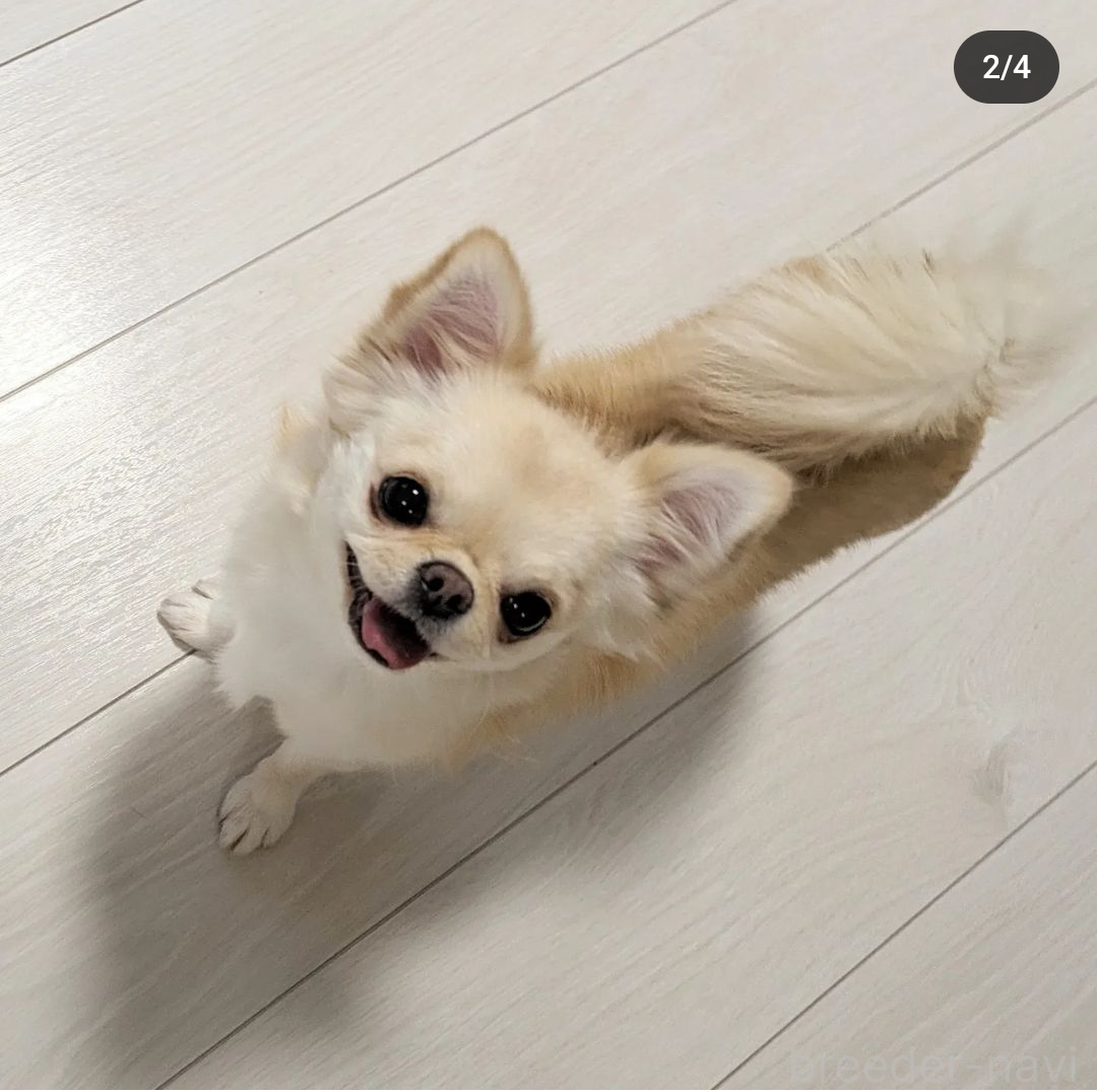 テムテムちゃん1枚目