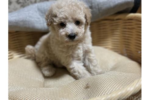 成約済の千葉県のトイプードル-389216の2枚目