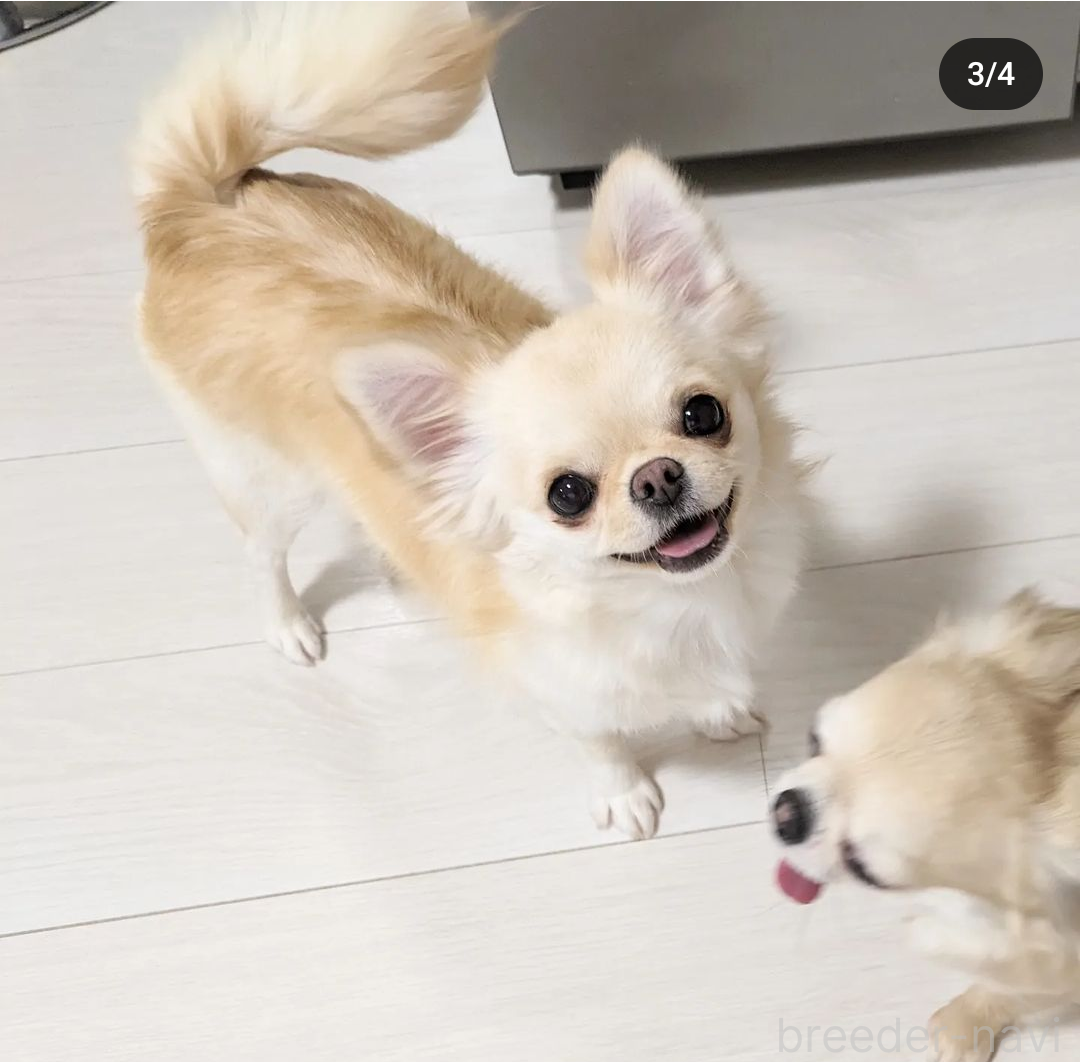 テムテムちゃん1枚目