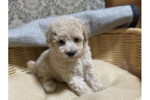 販売中の千葉県のトイプードル-389216