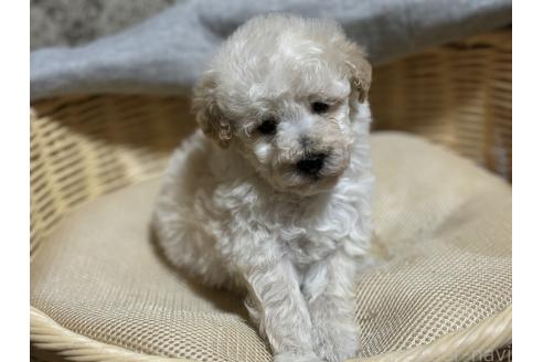 成約済の千葉県のトイプードル-389199の1枚目