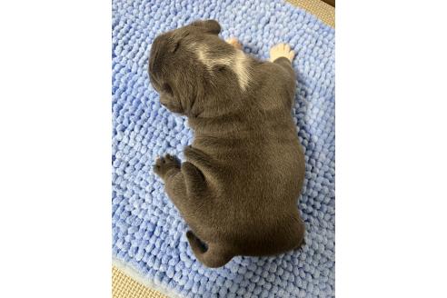 販売中の香川県のエキゾチックブリー-391883の3枚目