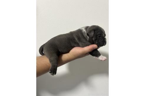 販売中の香川県のエキゾチックブリー-391883の2枚目