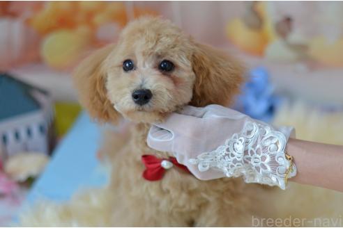 販売中の埼玉県のミックス犬-391888の5枚目
