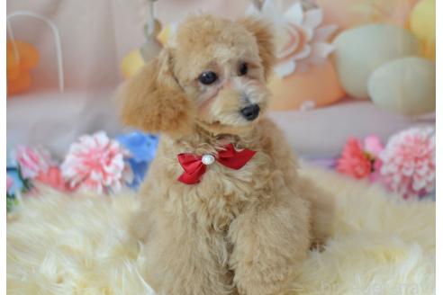 販売中の埼玉県のミックス犬-391888の4枚目