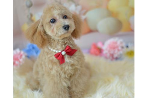 販売中の埼玉県のミックス犬-391888の3枚目