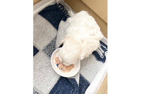 販売中の福岡県のミックス犬-386890の2枚目