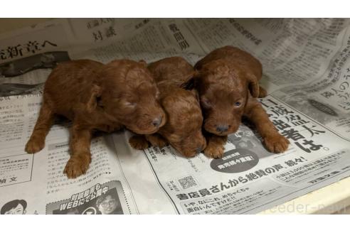 販売中の熊本県のトイプードル-391891の2枚目