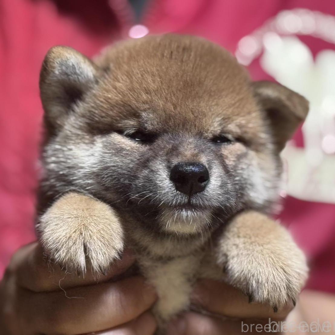 販売中の千葉県の柴犬-391892