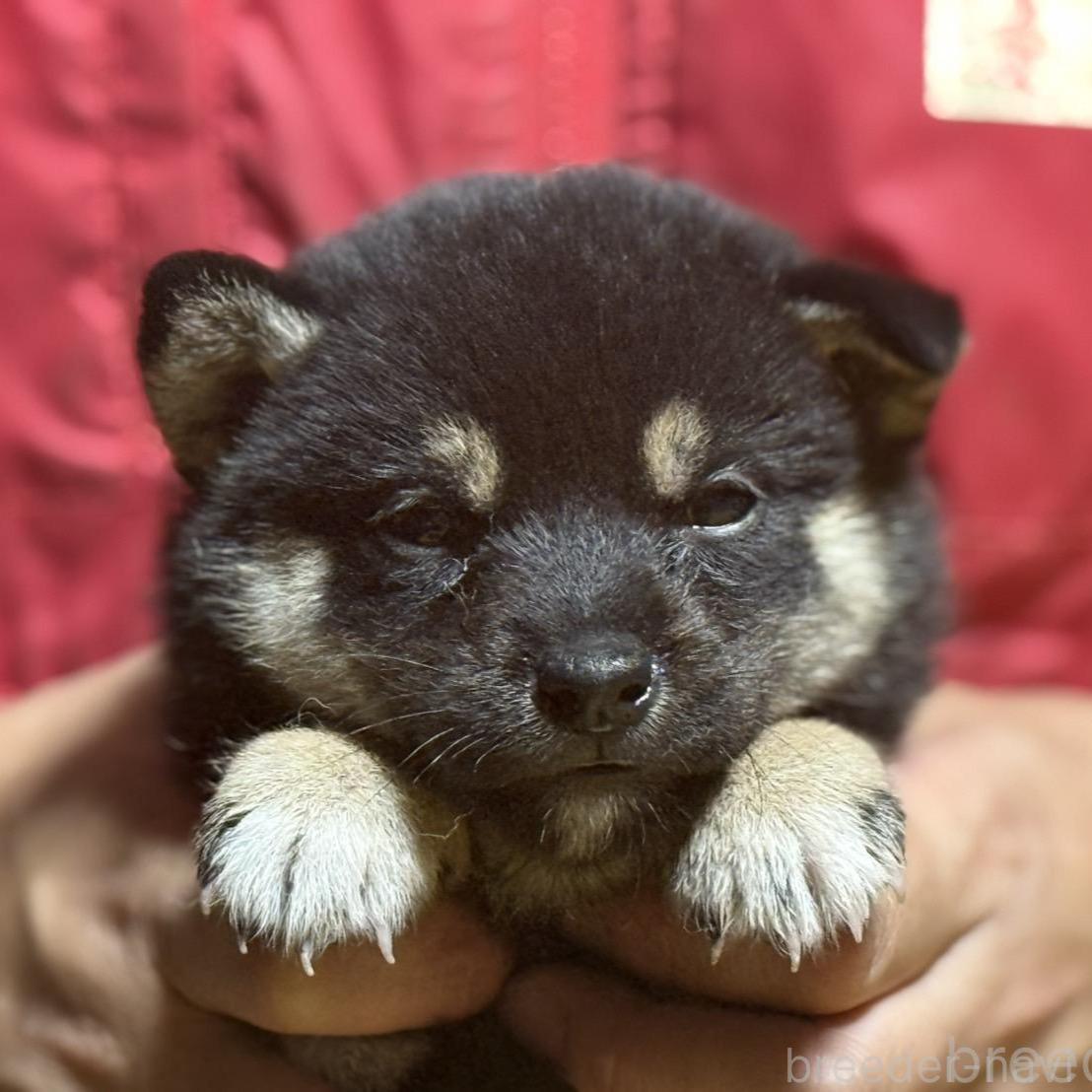 販売中の千葉県の柴犬-391893